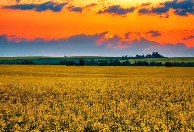 Güzel günbatımında çiçek açan tecavüz tarlası. Duvar Kağıdı