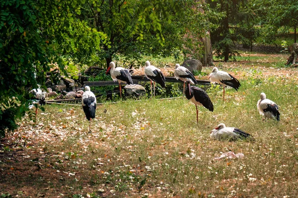 Flock Storks Resting Grass — Stock Photo, Image