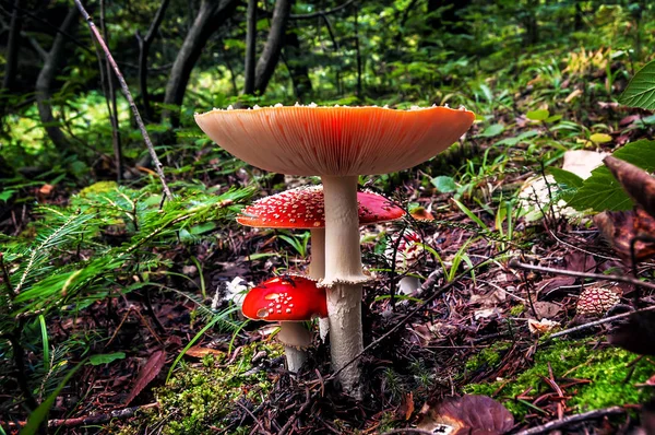 Amanita Muscaria Fly Agaric Fungo Velenoso Rosso Nella Foresta — Foto Stock