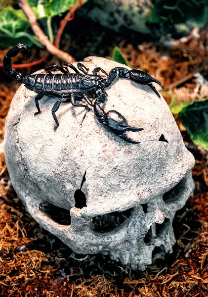 Чёрный Королевский Скорпион Черепе Человека — стоковое фото