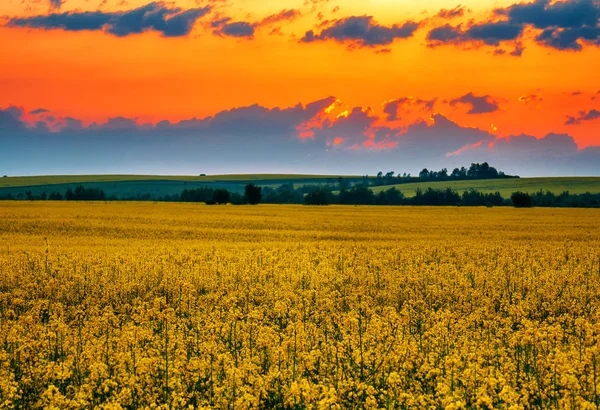 Campo Violación Floreciente Hermosa Puesta Sol Fondos Pantalla —  Fotos de Stock