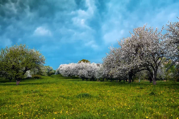 blossoming apple garden under the stormy sky