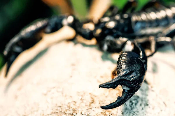 Garras Del Escorpión Real Negro Emperador — Foto de Stock