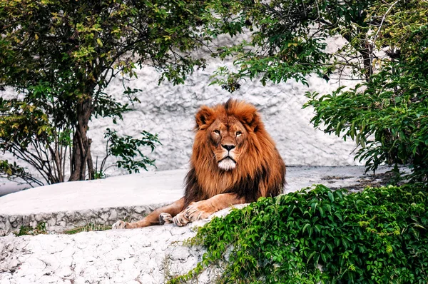 Mature Adult Lion Resting Rock — Stock Photo, Image