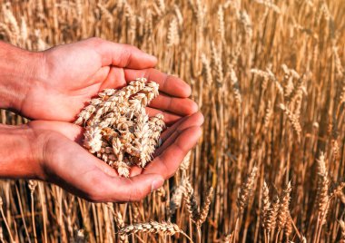 İnsan ellerinde buğday filizi