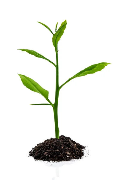 Sprouted Young Plant Isolated White — Stock Photo, Image