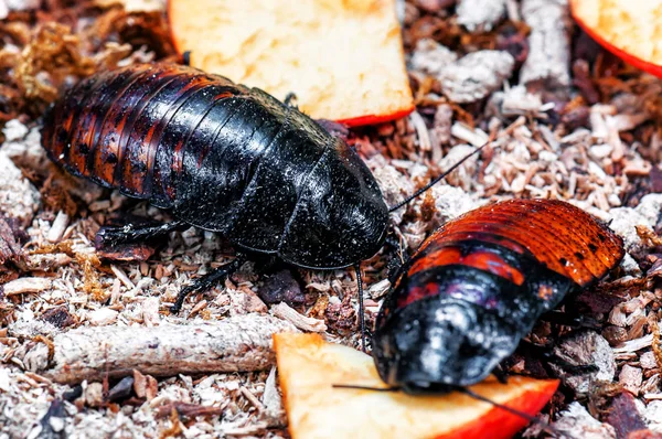 2人はマダガスカルのゴキブリで — ストック写真