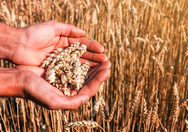 İnsan ellerinde buğday filizi
