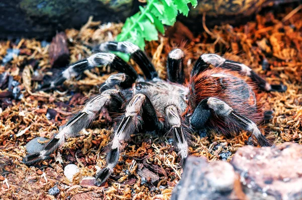 Lebende Beängstigend Weiß Gestreifte Vogelspinne — Stockfoto