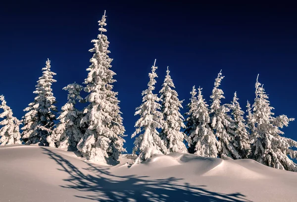 Зима Белый Снег Голубым Небом — стоковое фото