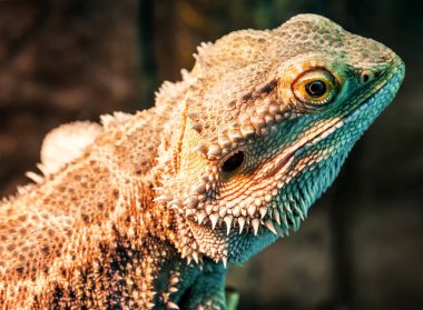 canlı agama kertenkelesi (sakallı ejderha)