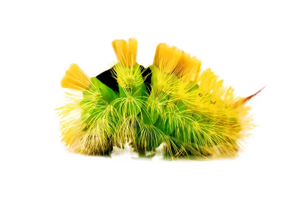 Bright Hairy Caterpillar Isolated White — Stock Photo, Image