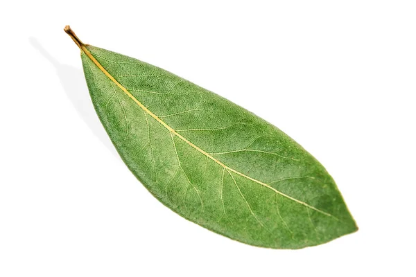 Πράσινο Φύλλο Δάφνης Απομονωμένο Λευκό — Φωτογραφία Αρχείου