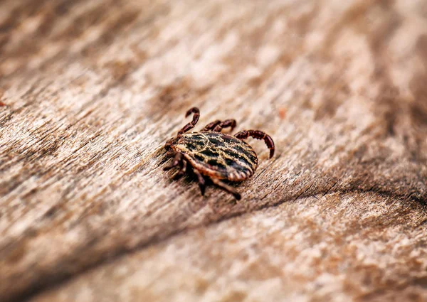 Eine Gefährliche Parasiten Und Infektionsträgermilbe Sitzt Auf Einem Holzbrett — Stockfoto