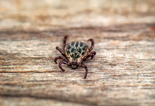 Dangerous Parasite Infection Carrier Mite Sitting Wooden Plank — Stock Photo, Image