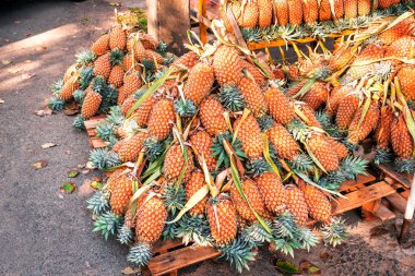 Taze ananas yığını