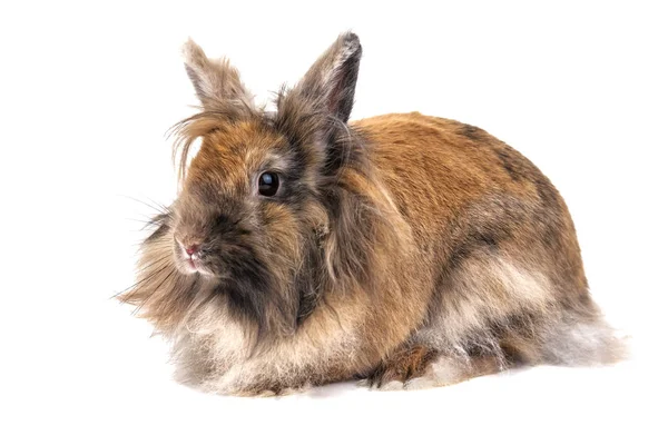 Conejo esponjoso rizado en blanco — Foto de Stock