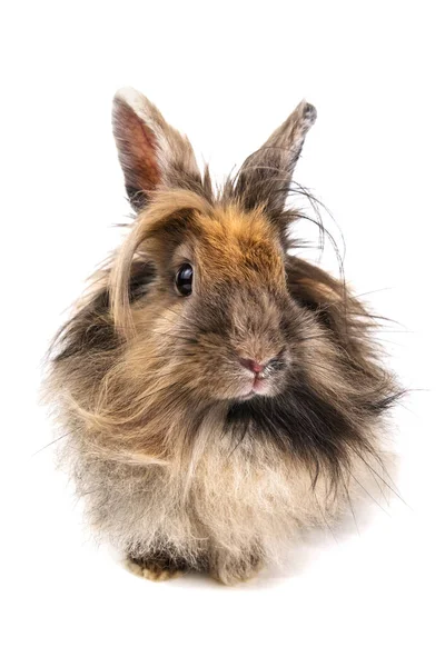 Lindo conejo esponjoso en blanco —  Fotos de Stock