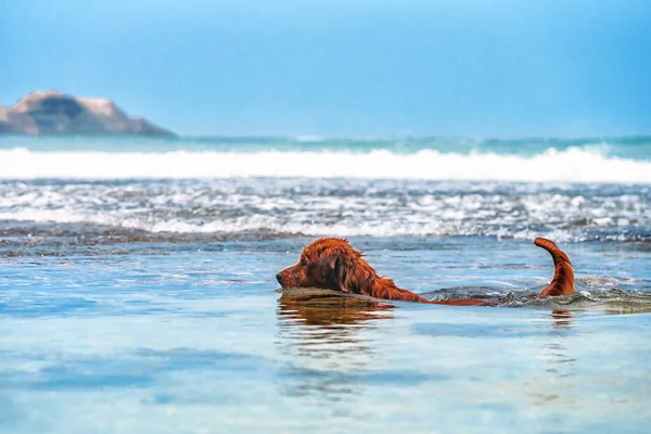 Labrador galleggia nell'oceano — Foto Stock