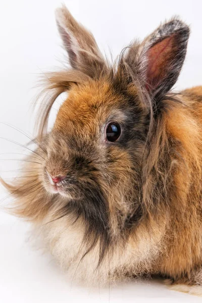 Pequeño conejo esponjoso en blanco —  Fotos de Stock