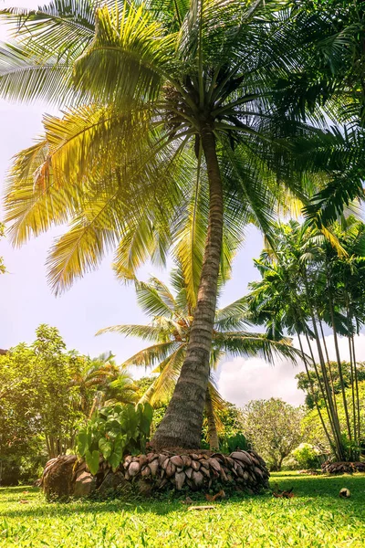 Palmy v zahradě — Stock fotografie