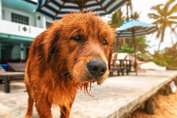 Portrait de récupérateur d'or (labrador) — Photo