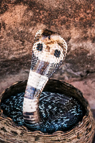 Koninklijke cobra in de mand — Stockfoto