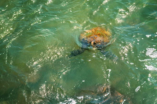 Tengeri teknős a vízben — Stock Fotó