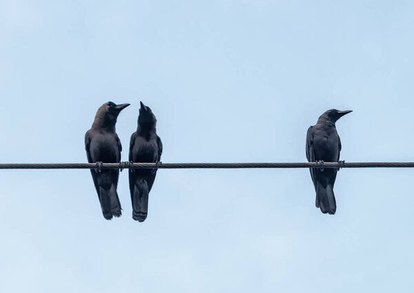 crows on the cable