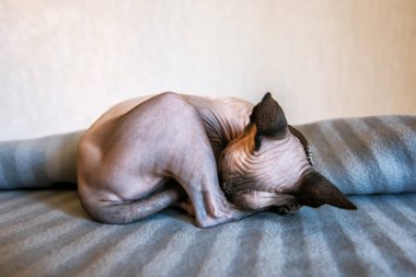 Uyuyan sfenks kedisi.