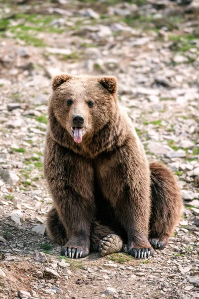 Medvěd hnědý ukazuje svůj jazyk — Stock fotografie