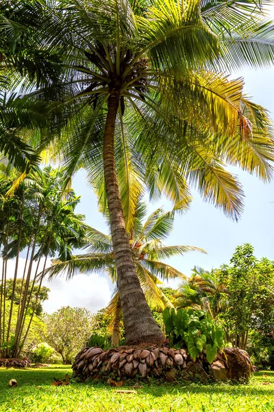 Palmera de coco en el jardín —  Fotos de Stock