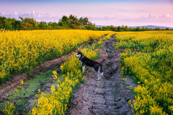 Chien husky dans le champ de viol jaune — Photo