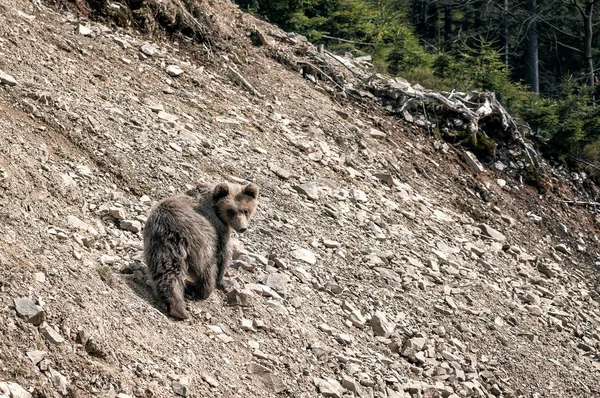 Маленький медведь на холме — стоковое фото