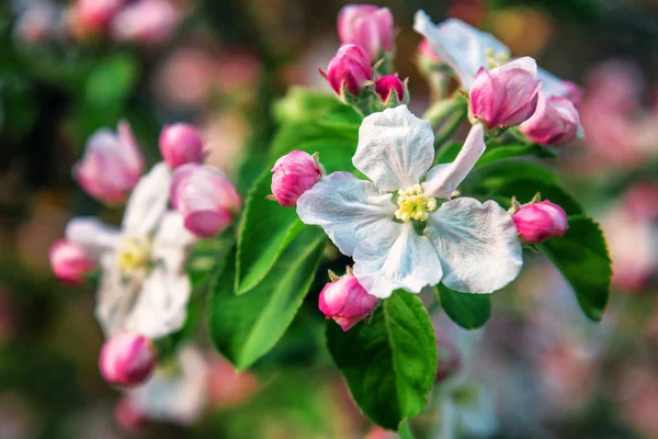 Nueva flor de manzana — Foto de Stock
