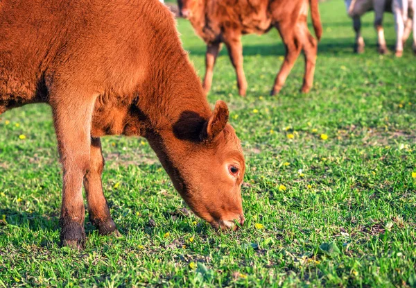 Giovane toro al pascolo — Foto Stock