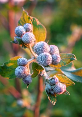 Burdock dikenli çiçekleri