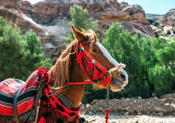 Jordanien beau cheval — Photo