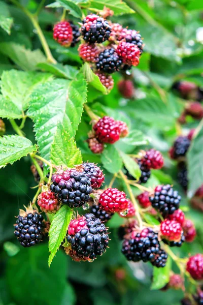 Lush blackberries on a twig — Stock Photo, Image