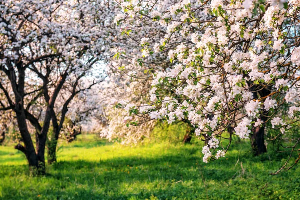 Пышные цветущие яблони — стоковое фото