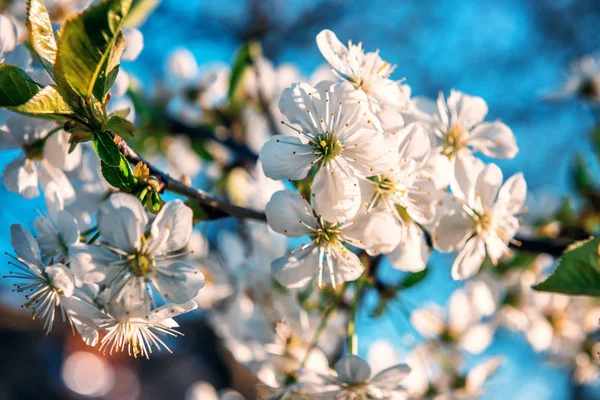 Primavera fiore di ciliegio — Foto Stock