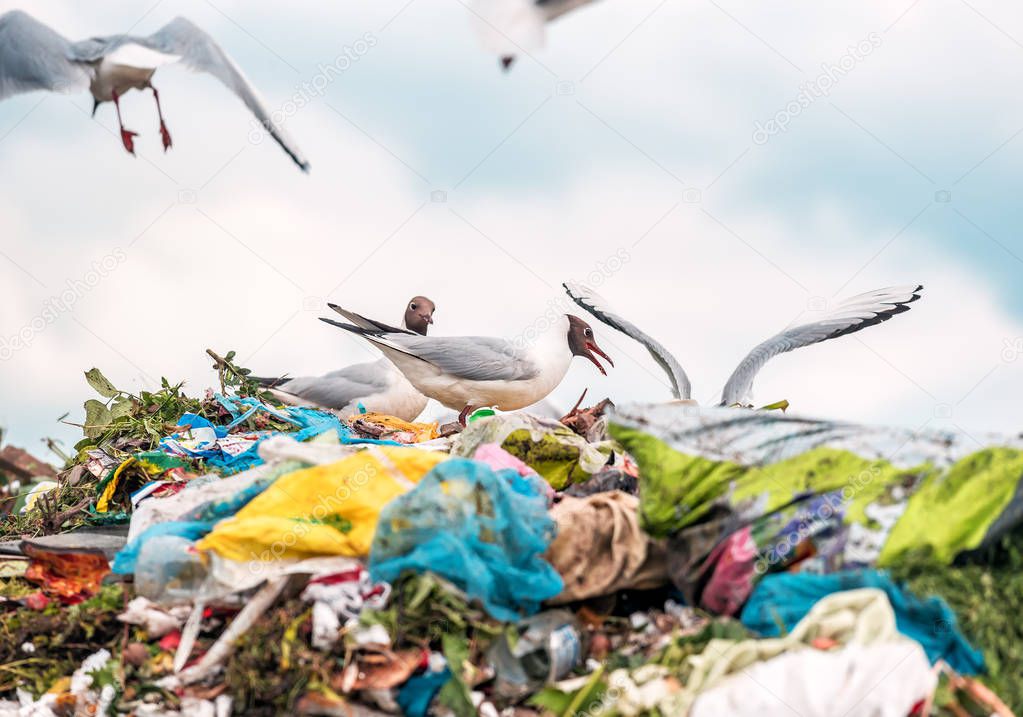 gulls on a garbage heap