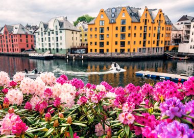 Alesund şehri ve yemyeşil rhododendron