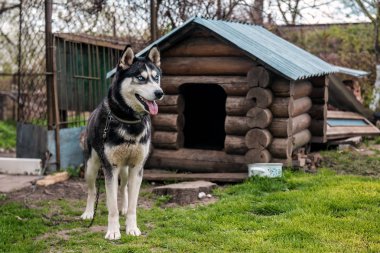 Zincirlenmiş mavi gözlü kurt