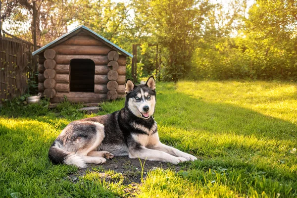 Husky vilar vid kenneln — Stockfoto