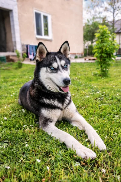 Husky está descansando na grama verde — Fotografia de Stock