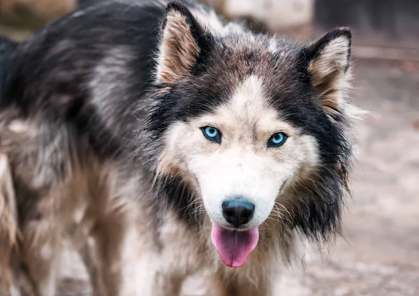 Retrato de cabelos longos husky — Fotografia de Stock