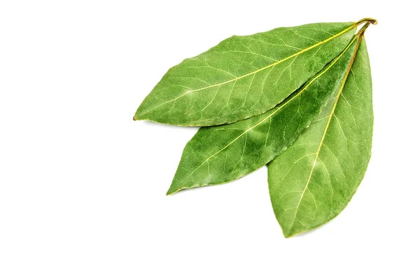 Three laurel leaves on white — Stock Photo, Image