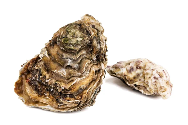 Dos deliciosas ostras crudas sobre blanco —  Fotos de Stock