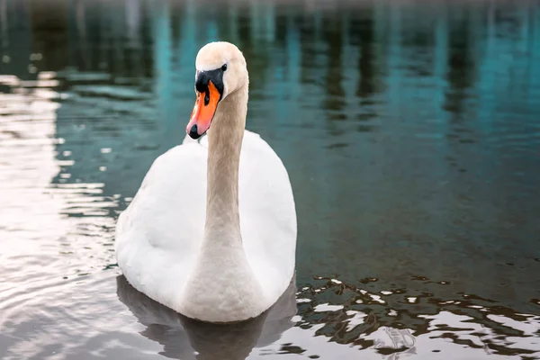 Blanco hermoso cisne en el agua — Foto de Stock